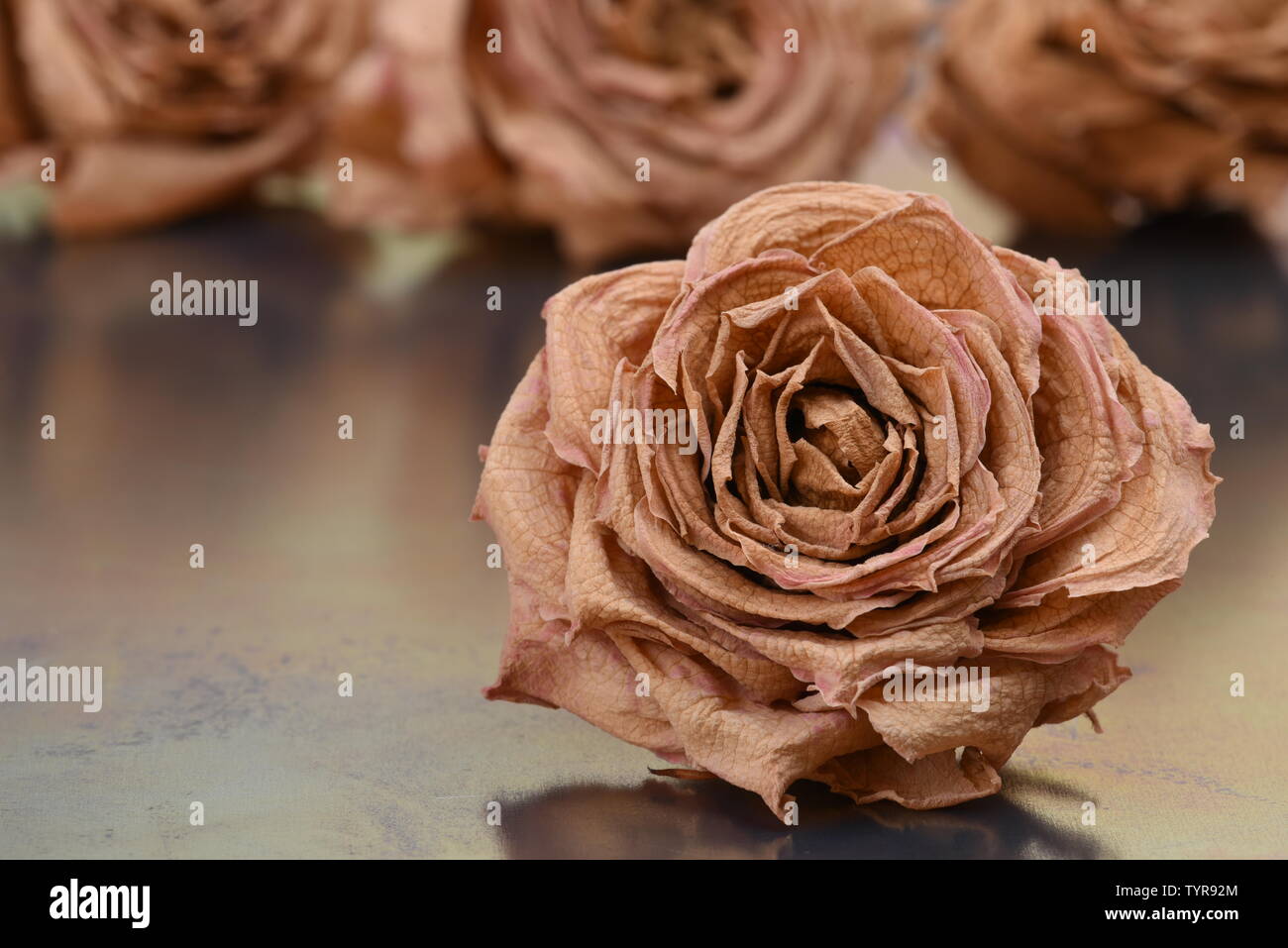 Dried rose bud on metallic surface Stock Photo - Alamy