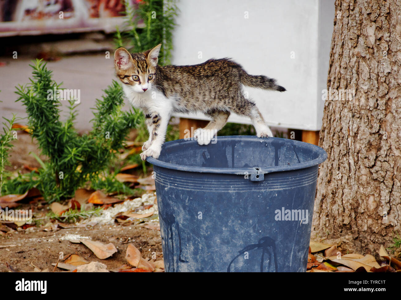 https://c8.alamy.com/comp/TYRC1T/stray-kitten-in-equilibrium-on-a-bucket-TYRC1T.jpg