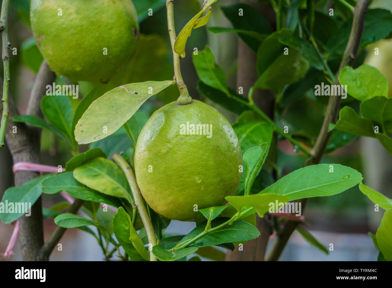 Green lemon hanging on tree Stock Photo