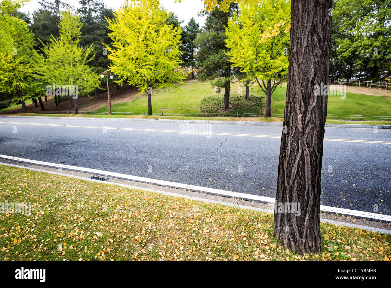 Empty asphalt road with green trees Stock Photo - Alamy