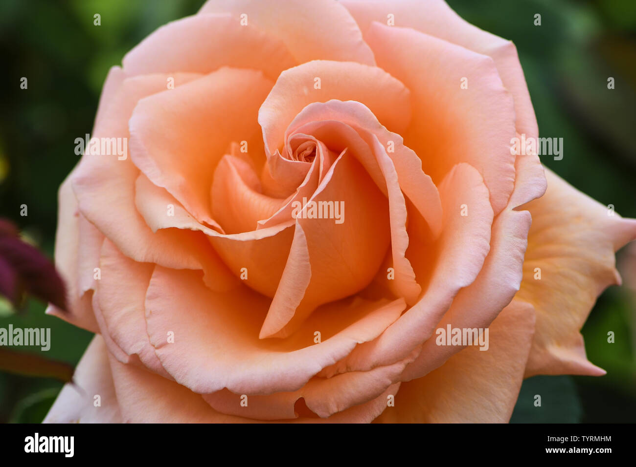 macro picture of apricot colored rose with the name over the moon