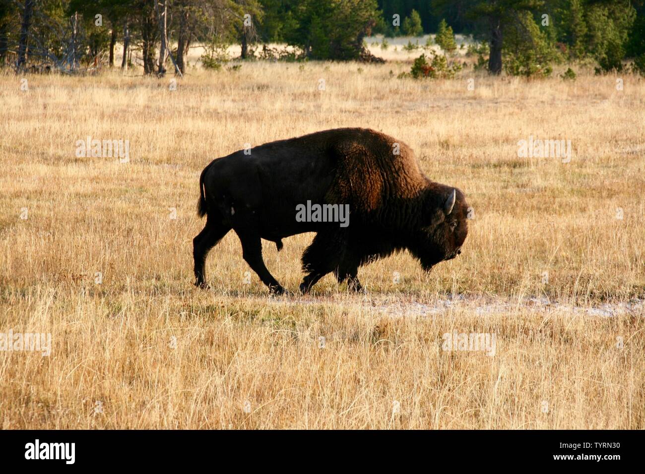 Yellowstone national park wildlife hi-res stock photography and images ...