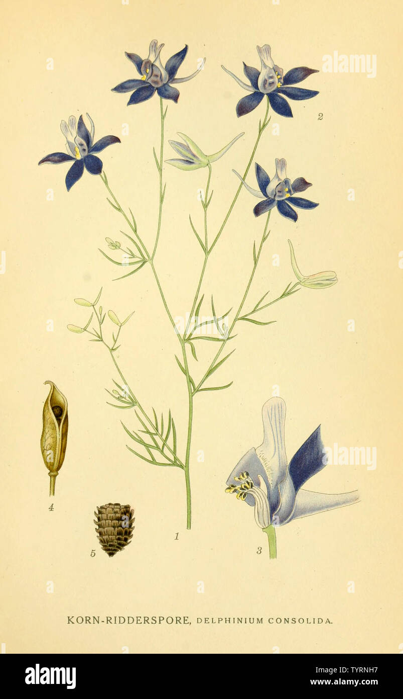 Beautiful vintage hand drawn illustrations of plants and flowers from