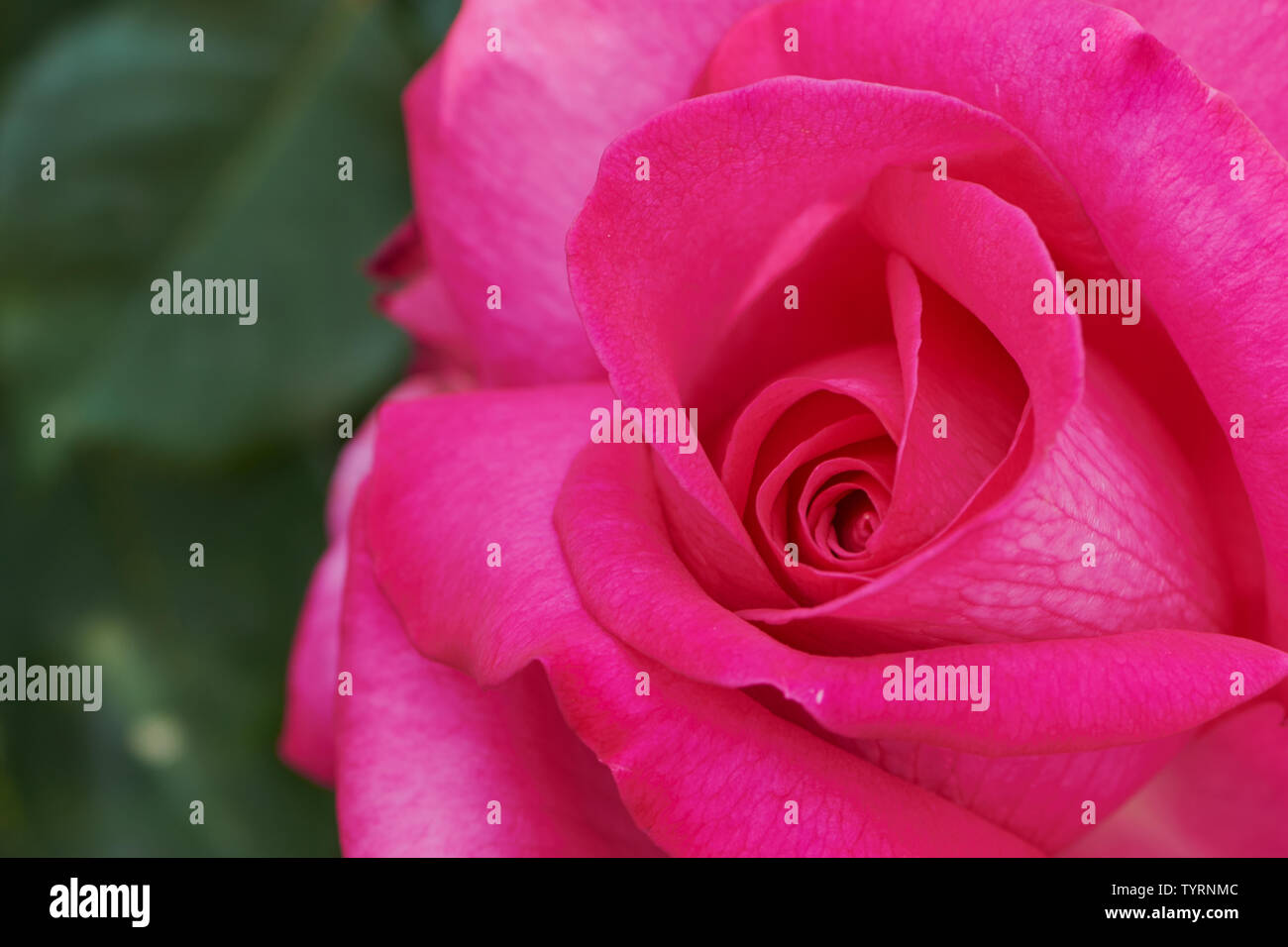 macro of a pink rose with the name: Parole Stock Photo