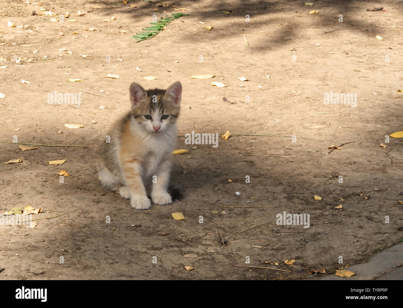 Little stray cat puppy in the sand of a park Stock Photo