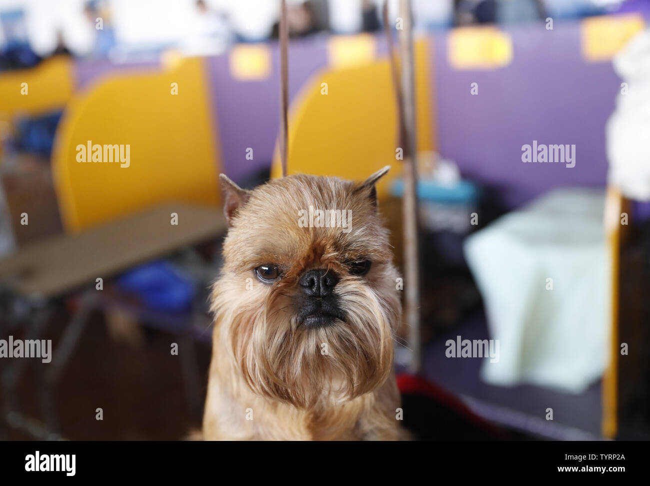 A Brussels Griffon gets groomed during best in breed competitions at the  141st Annual Westminster Kennel Club Dog Show st Pier 92 in New York City  on February 13, 2017. Three breeds