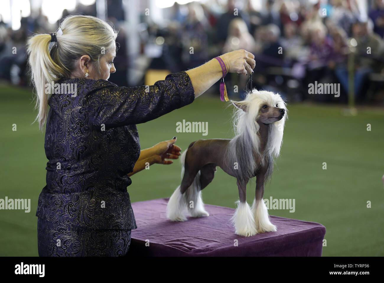 chinese crested kennel