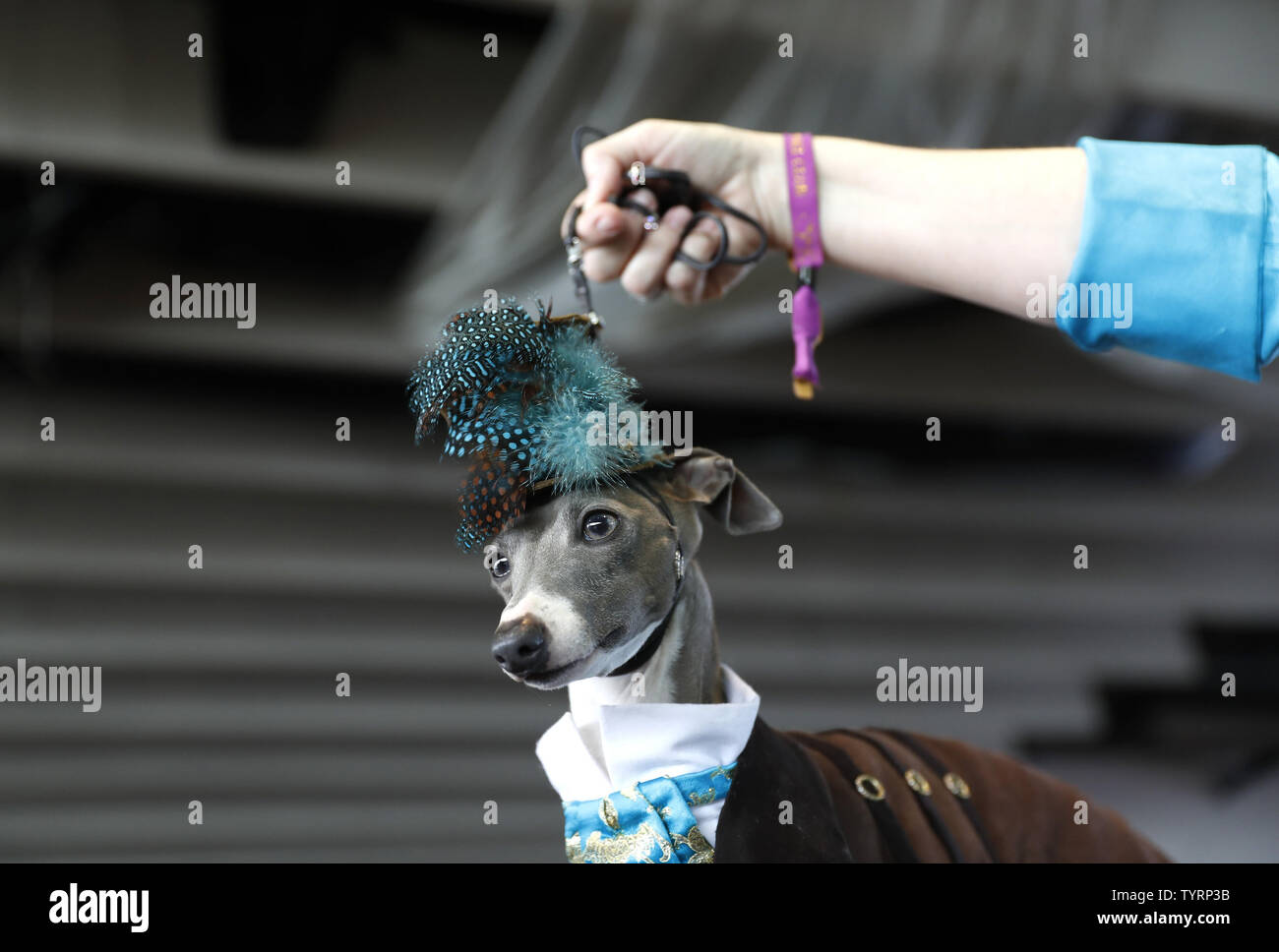 Italian greyhound kennel deals club