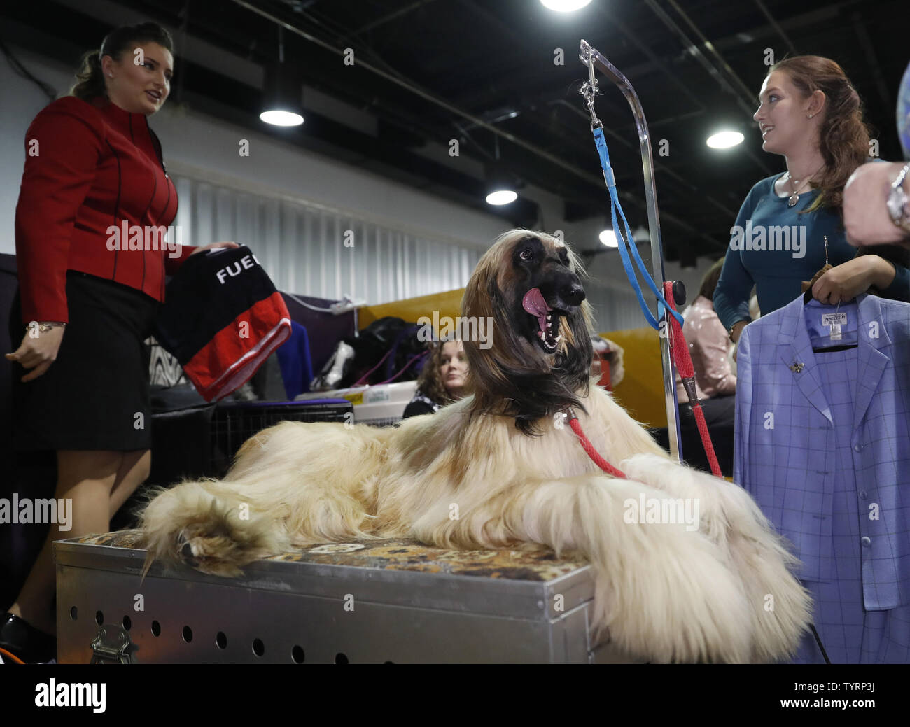 An Afghan Hound gets groomed backstage at best in breed competitions at the 141st Annual Westminster Kennel Club Dog Show st Pier 92 in New York City on February 13, 2017. Three breeds including the American Hairless Terrier, the Pumi and the Sloughi will make their debut this year. Best in show will be decided at Madison Square Garden on Tuesday night. The first Westminster show was held on May 8, 1877, making it the second-longest continuously held sporting event in the United States behind only the Kentucky Derby, which was first held in 1875.     Photo by John Angelillo/UPI Stock Photo