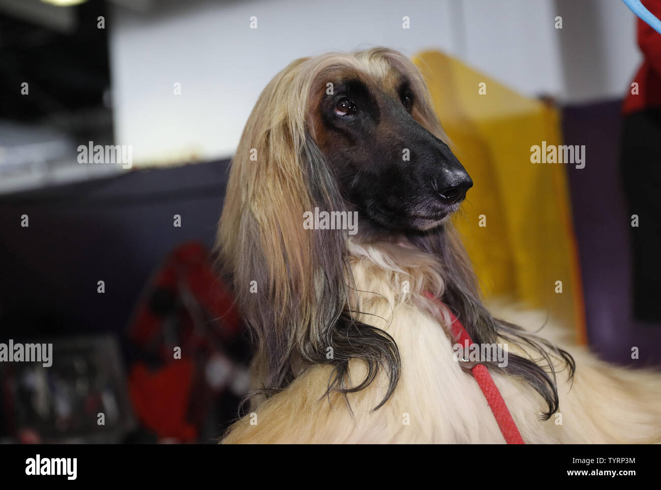 An Afghan Hound gets groomed backstage at best in breed competitions at the 141st Annual Westminster Kennel Club Dog Show st Pier 92 in New York City on February 13, 2017. Three breeds including the American Hairless Terrier, the Pumi and the Sloughi will make their debut this year. Best in show will be decided at Madison Square Garden on Tuesday night. The first Westminster show was held on May 8, 1877, making it the second-longest continuously held sporting event in the United States behind only the Kentucky Derby, which was first held in 1875.     Photo by John Angelillo/UPI Stock Photo