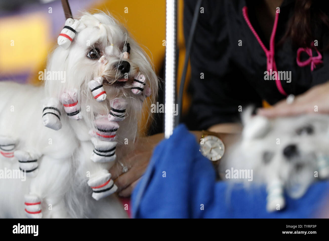 A Maltese gets groomed backstage at best in breed competitions at the 141st Annual Westminster Kennel Club Dog Show st Pier 92 in New York City on February 13, 2017. Three breeds including the American Hairless Terrier, the Pumi and the Sloughi will make their debut this year. Best in show will be decided at Madison Square Garden on Tuesday night. The first Westminster show was held on May 8, 1877, making it the second-longest continuously held sporting event in the United States behind only the Kentucky Derby, which was first held in 1875.     Photo by John Angelillo/UPI Stock Photo