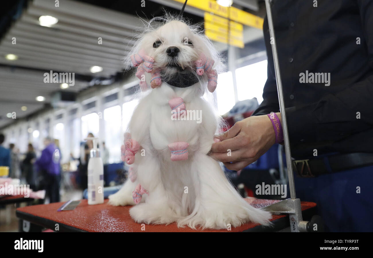 A Maltese gets groomed backstage at best in breed competitions at the 141st Annual Westminster Kennel Club Dog Show st Pier 92 in New York City on February 13, 2017. Three breeds including the American Hairless Terrier, the Pumi and the Sloughi will make their debut this year. Best in show will be decided at Madison Square Garden on Tuesday night. The first Westminster show was held on May 8, 1877, making it the second-longest continuously held sporting event in the United States behind only the Kentucky Derby, which was first held in 1875.     Photo by John Angelillo/UPI Stock Photo