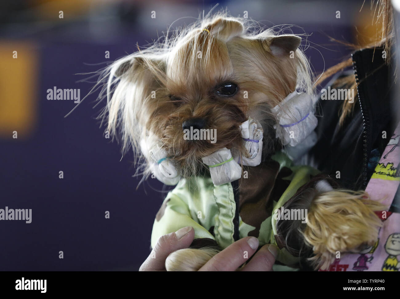 A Yorkshire Terrier gets groomed backstage at best in breed competitions at  the 141st Annual Westminster Kennel Club Dog Show st Pier 92 in New York  City on February 13, 2017. Three