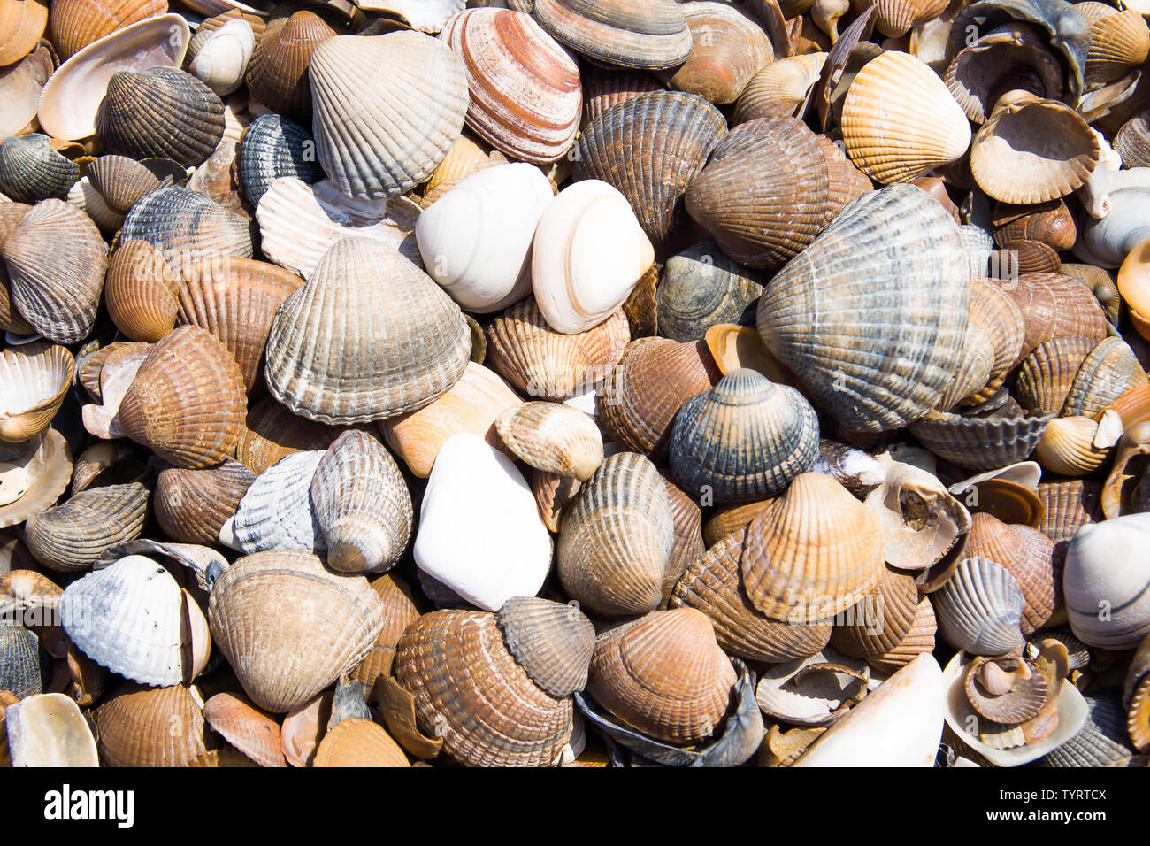 Shell wallpaper hi-res stock photography and images - Alamy