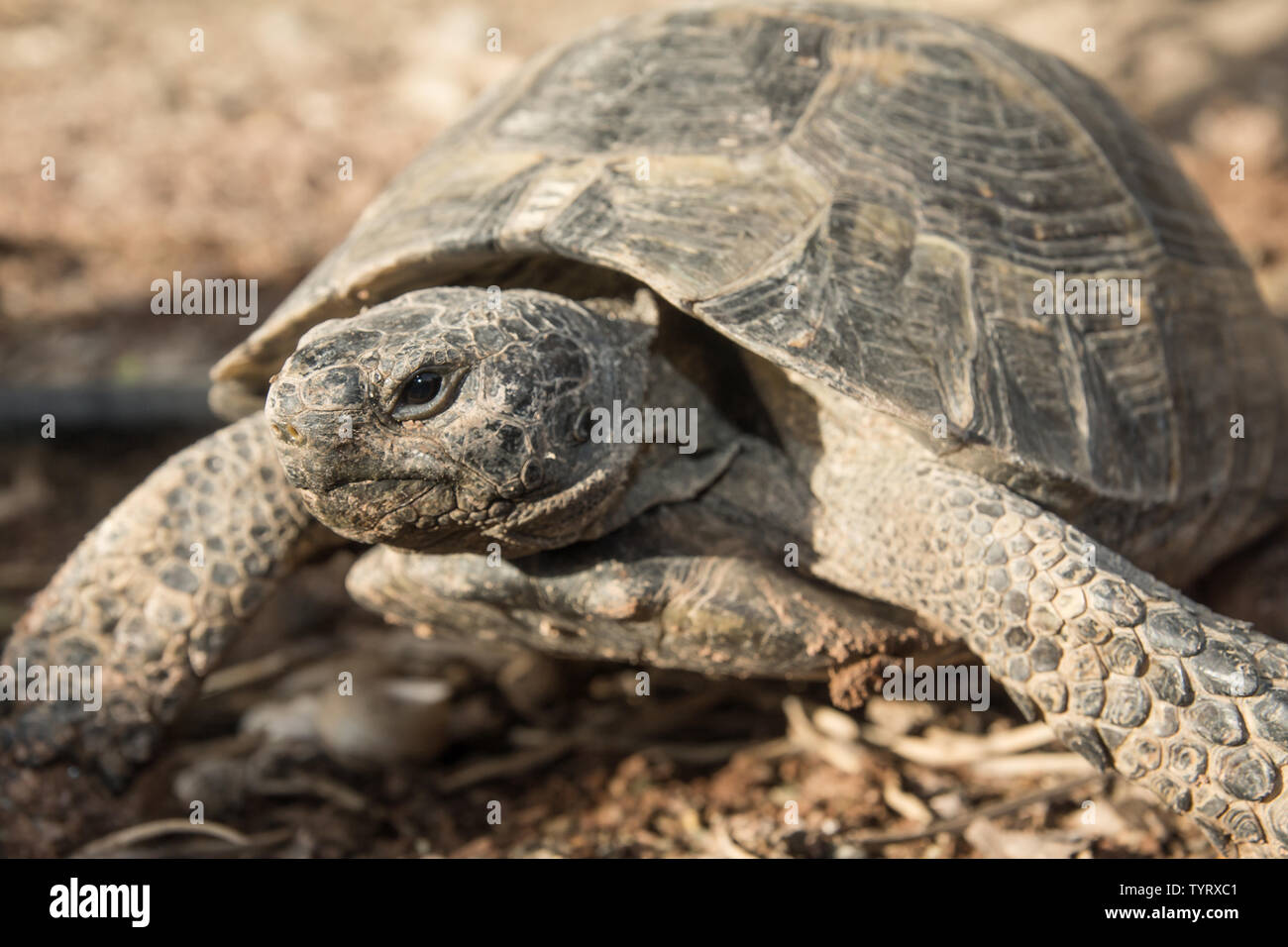 Seychelles tortoise beach hi-res stock photography and images - Alamy