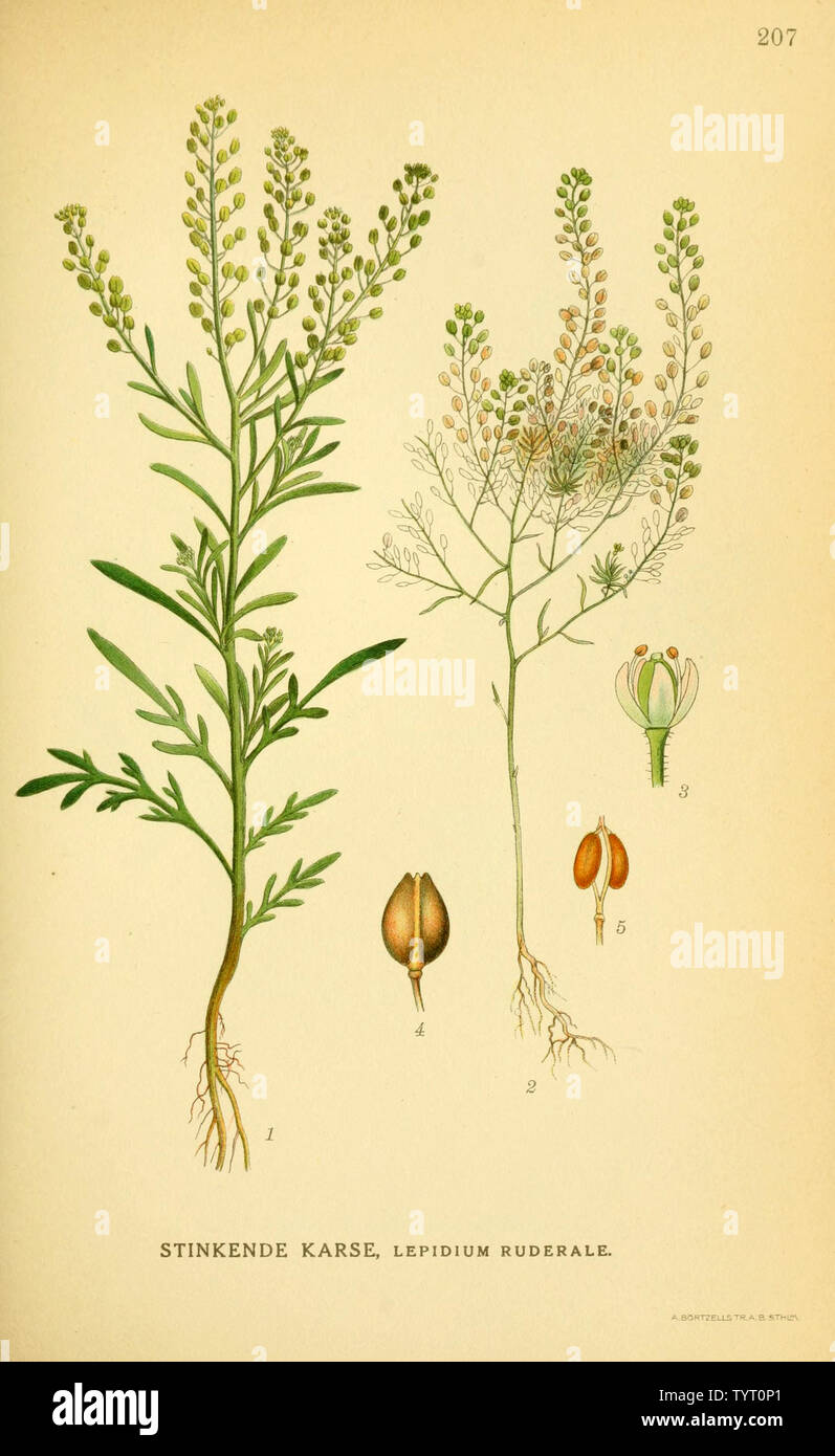 Beautiful vintage hand drawn illustrations of plants and flowers from