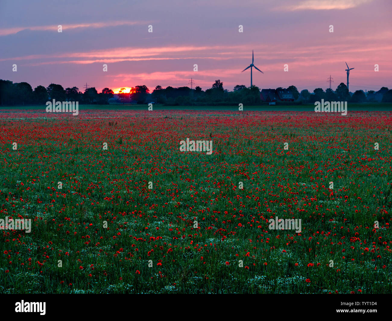 Red poppies glowing in the evening sun in Germany Stock Photo