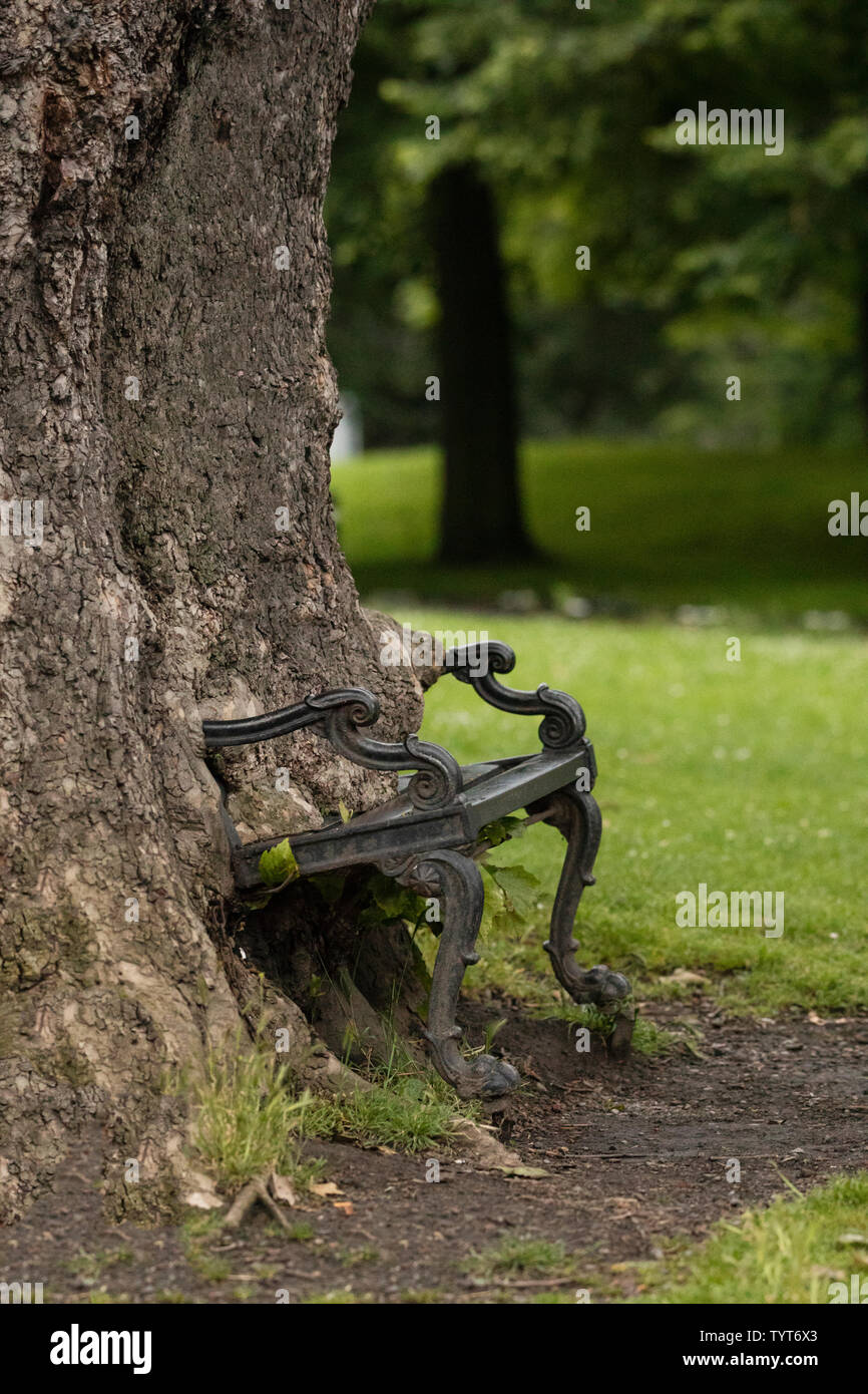 The Hungry Tree bench at King's Inns Park in Dublin, Ireland. Stock Photo