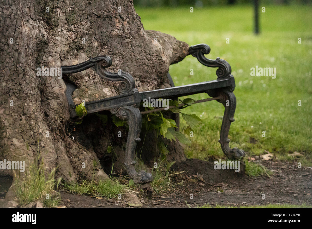 The Hungry Tree bench at King's Inns Park in Dublin, Ireland. Stock Photo