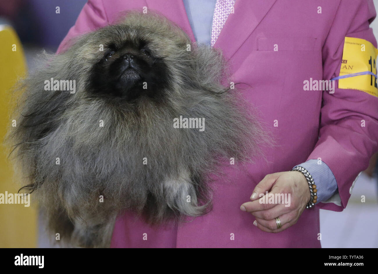 Pekingese crufts fashion