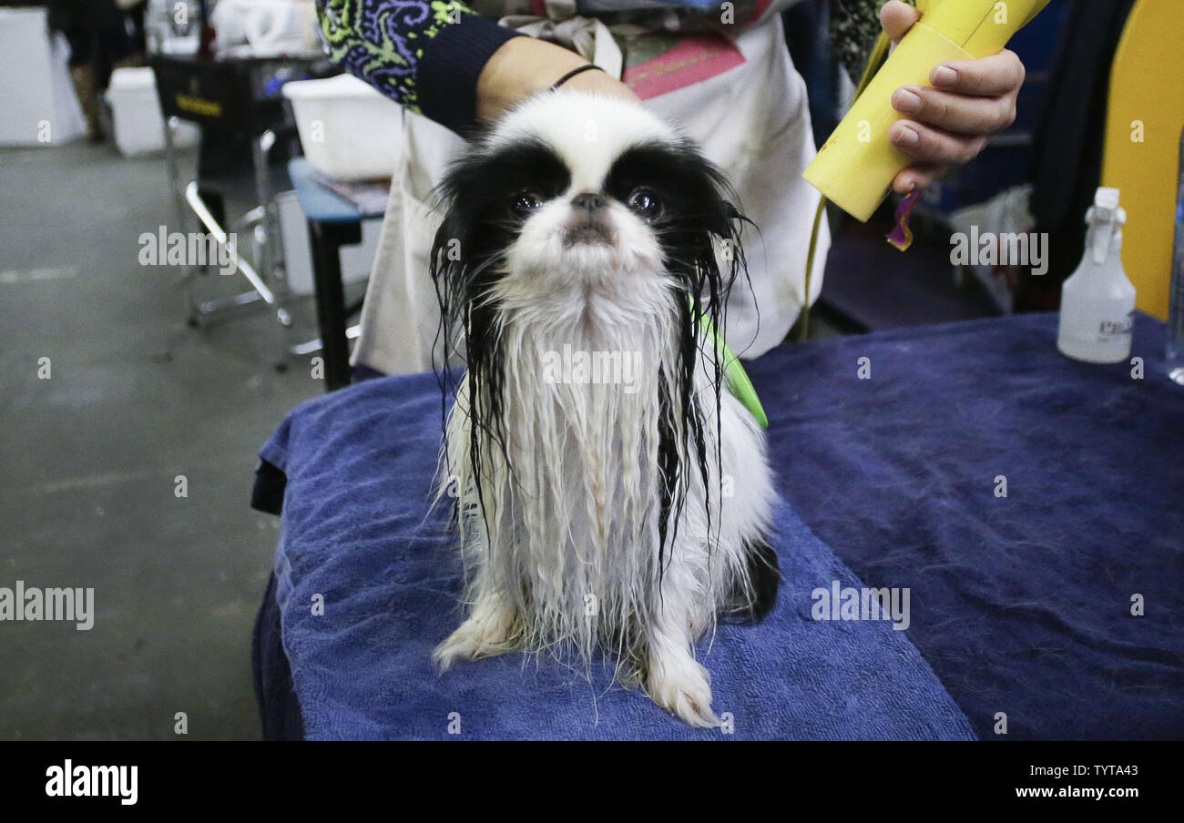 kennel club japanese chin