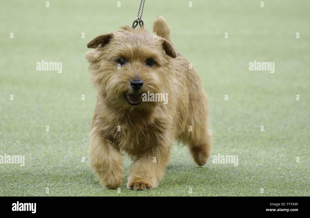Winston" the Norfolk Terrier wins the Terrier Group at the 142nd ...