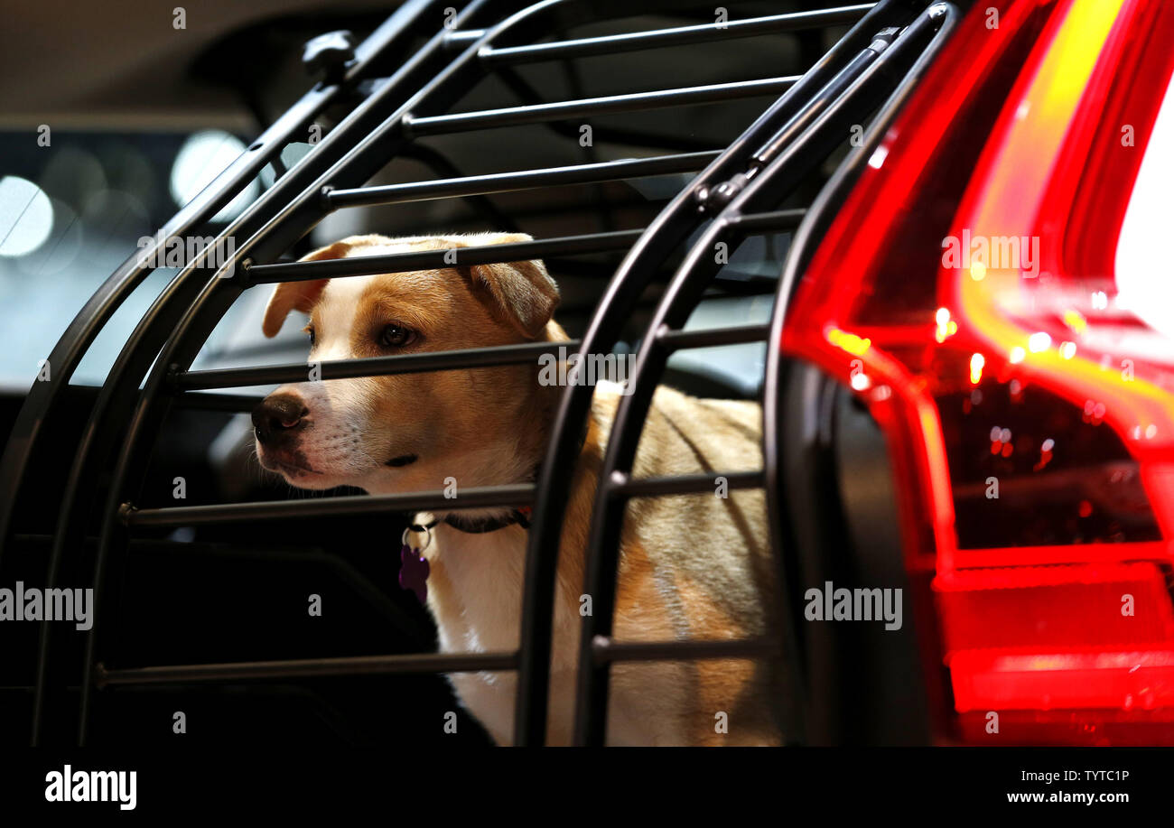 A dog demonstrates a cargo divider dog gate in the Volvo V60 Wagon at the  2018 New York International Auto Show at the Jacob K. Javits Convention  Center in New York City