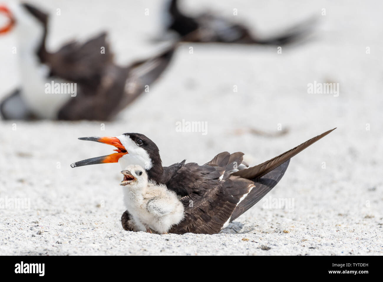 black skimmer chick imitating its parent trying to keep cool by opening its beak Stock Photo