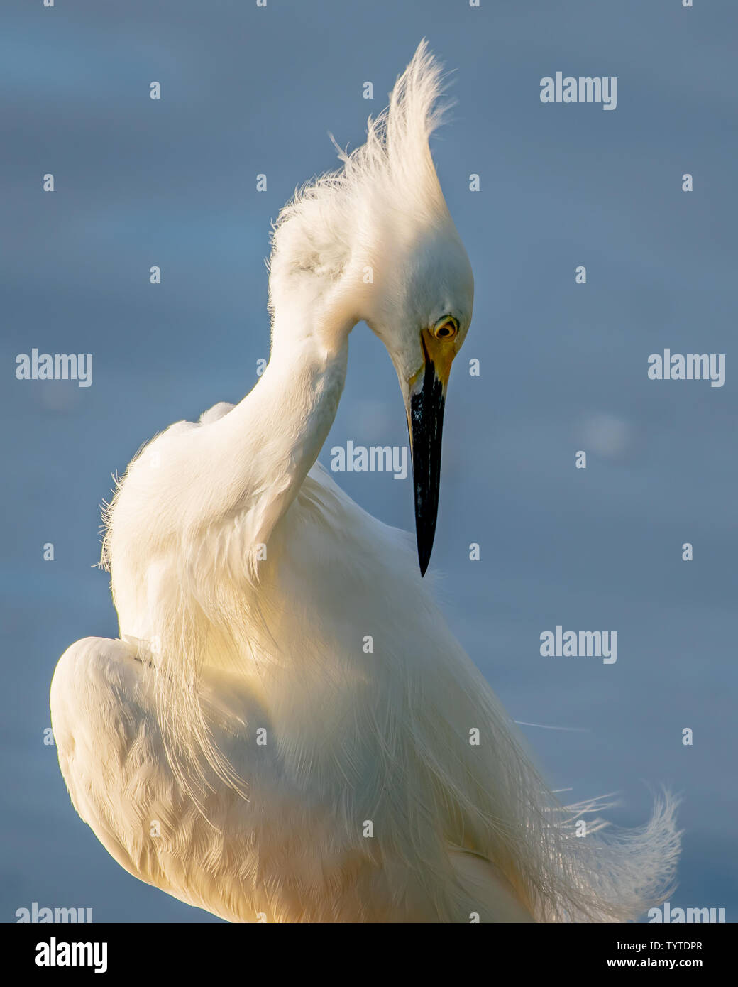 Snowy egret preening with spiked hair Stock Photo