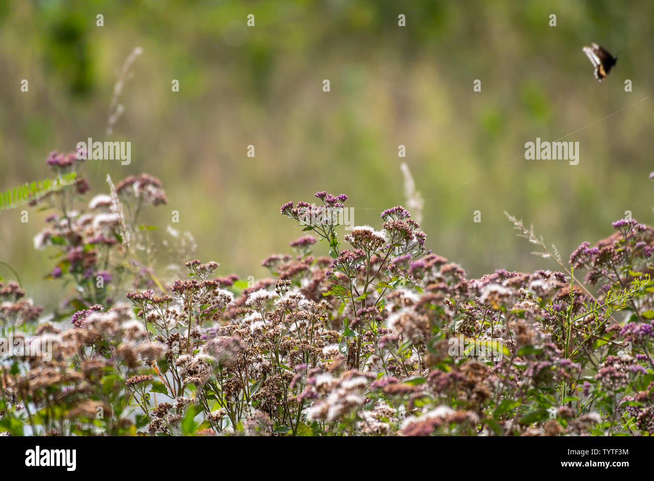 Purple wild flowers field hi-res stock photography and images - Alamy