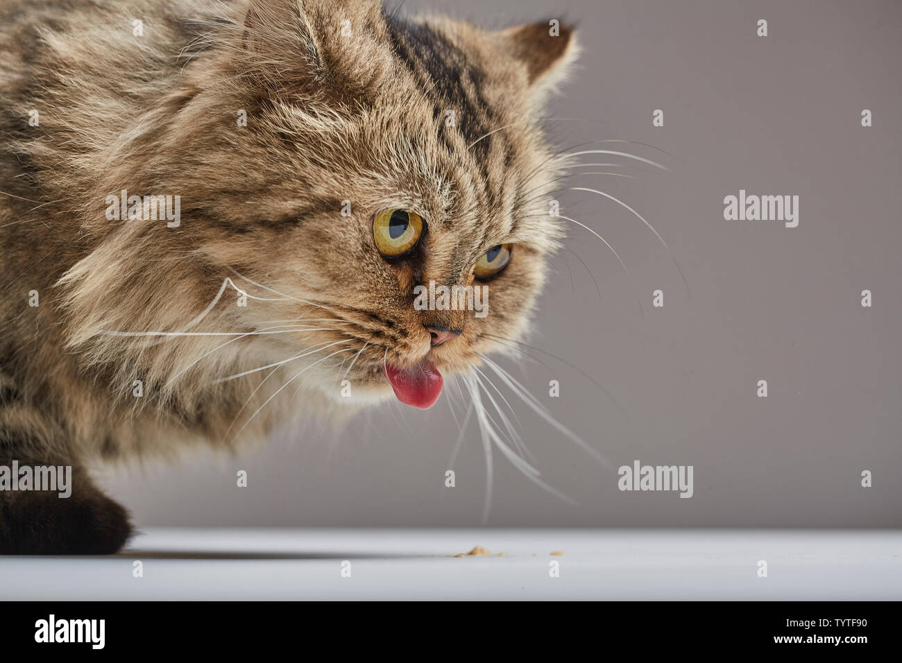 Very very big cat 2025