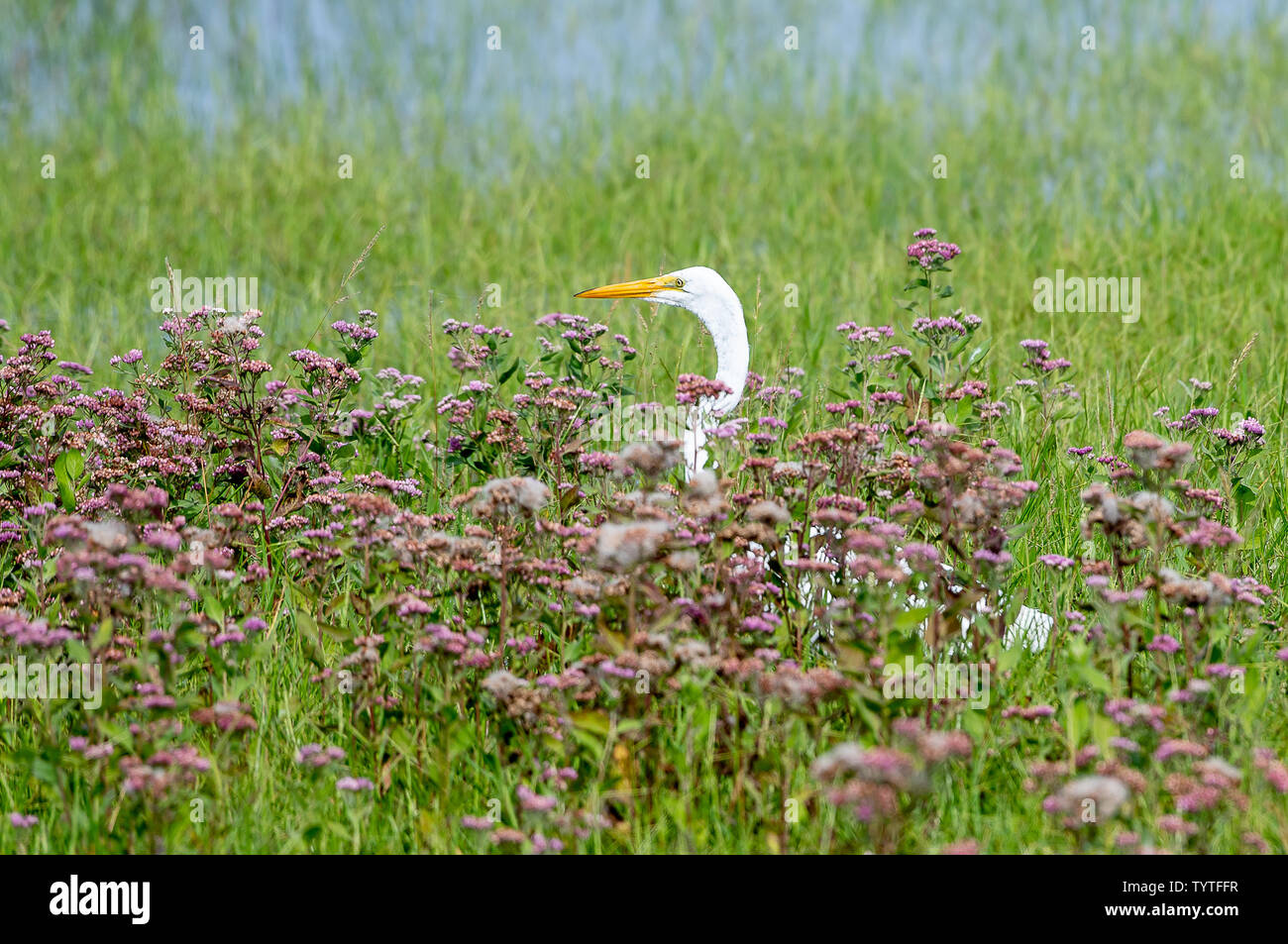 Great white egret hunting for food in a marshy field full of flowers