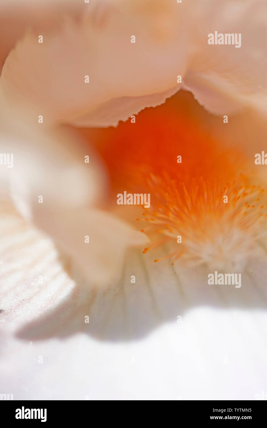 Extreme macro closeup of an Iris flower and orange stamen Stock Photo
