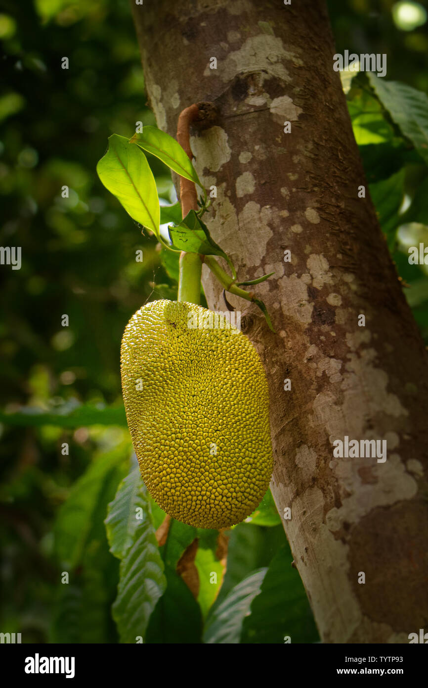 Jackfruit - Artocarpus heterophyllus also known as jack tree, a species of tree in the fig, mulberry, and breadfruit family (Moraceae). Stock Photo