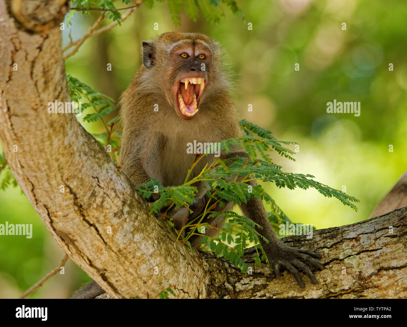 Longtailed Macaque Macaca fascicularis also known as crabeating