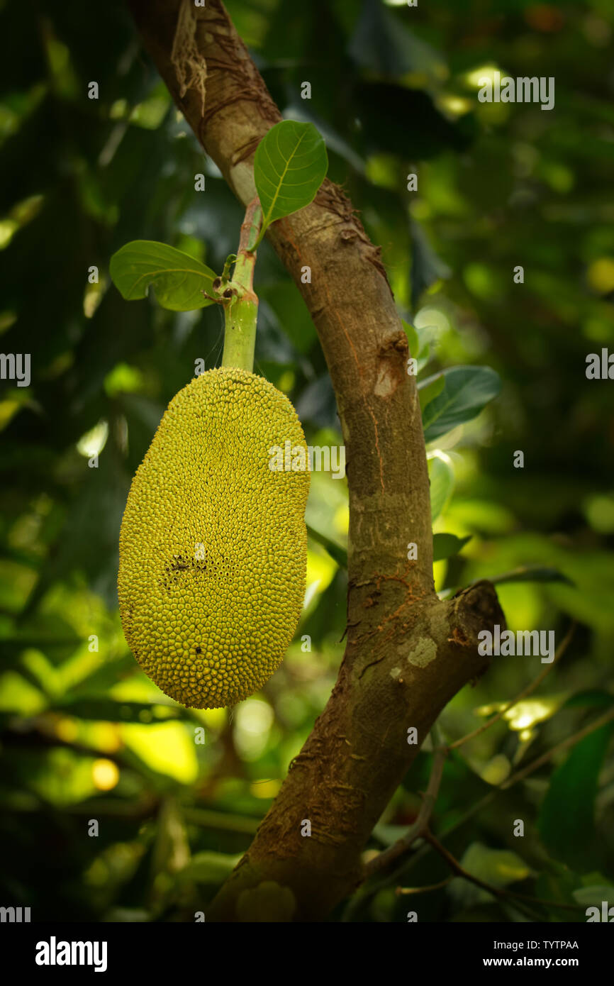 Jackfruit - Artocarpus heterophyllus also known as jack tree, a species of tree in the fig, mulberry, and breadfruit family (Moraceae). Stock Photo