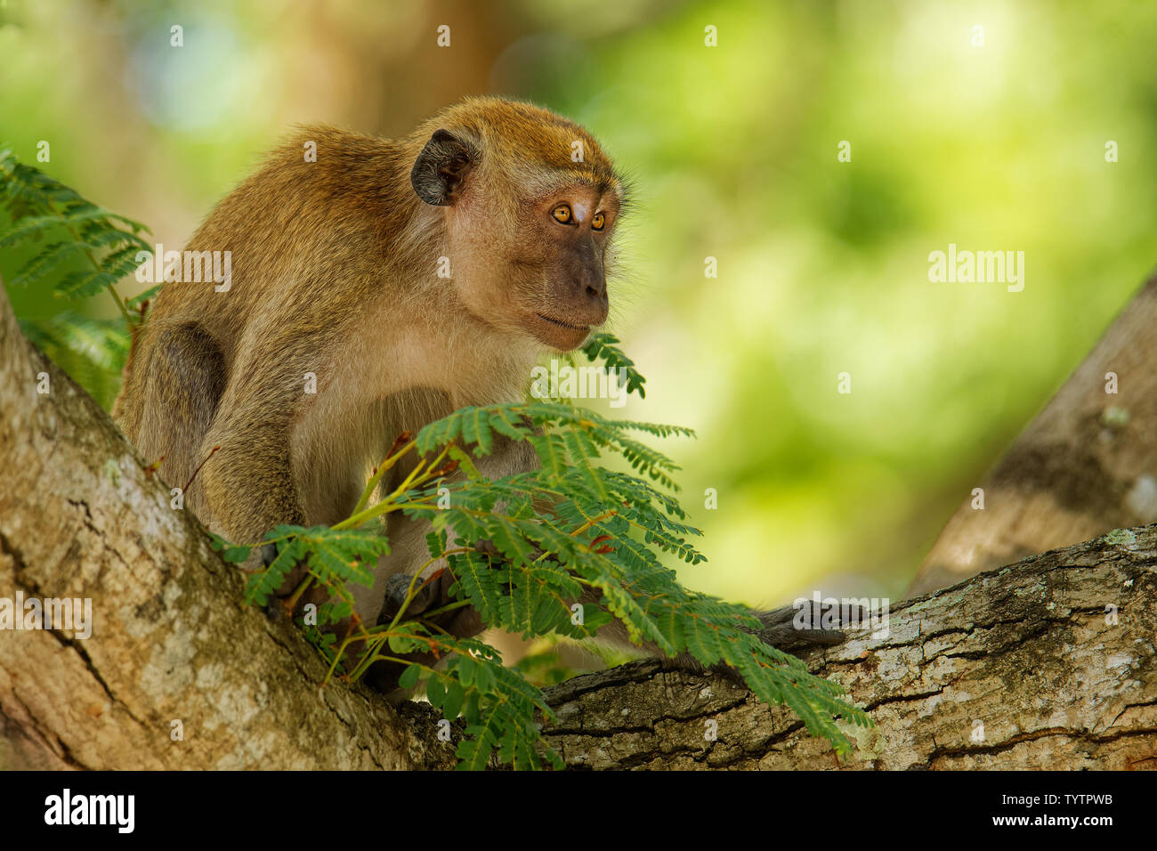 Long-tailed Macaque - Macaca fascicularis also known as crab-eating macaque, a cercopithecine primate native to Southeast Asia, is referred to as the Stock Photo