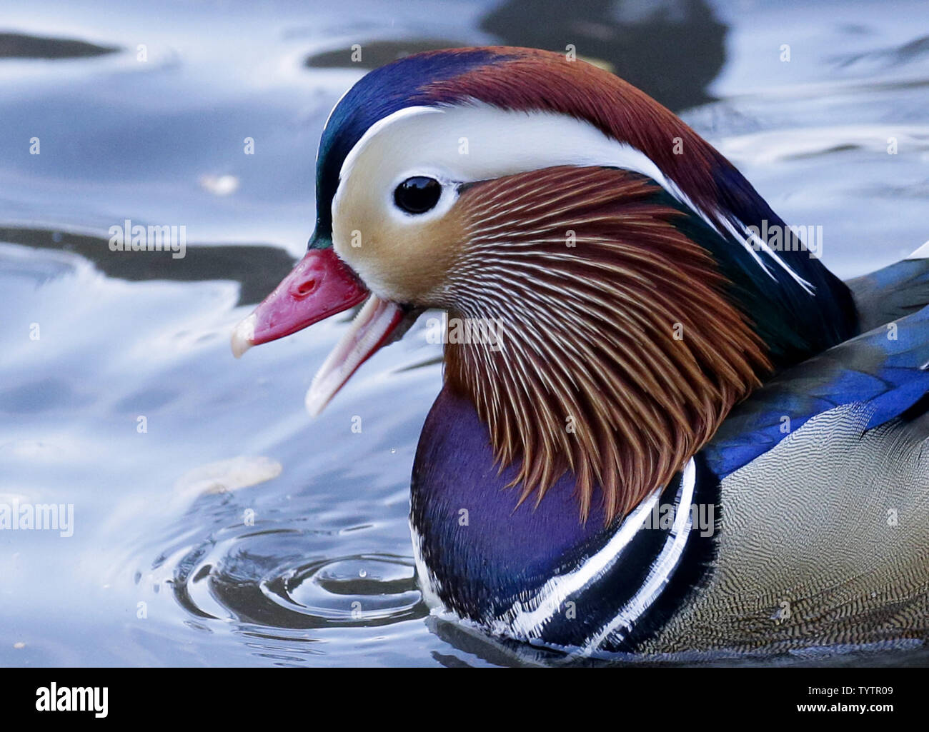 A Mandarin duck native to East Asia swims in a the Pond in Central Park in New York City on November 4, 2018. Nobody is sure how he got to Manhattan but he appears healthy and is getting along well with the local mallards.           Photo by John Angelillo/UPI Stock Photo