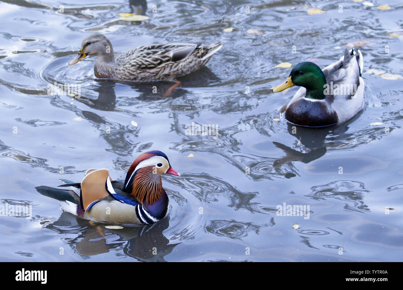 A Mandarin duck native to East Asia swims in a the Pond in Central Park in New York City on November 4, 2018. Nobody is sure how he got to Manhattan but he appears healthy and is getting along well with the local mallards.           Photo by John Angelillo/UPI Stock Photo