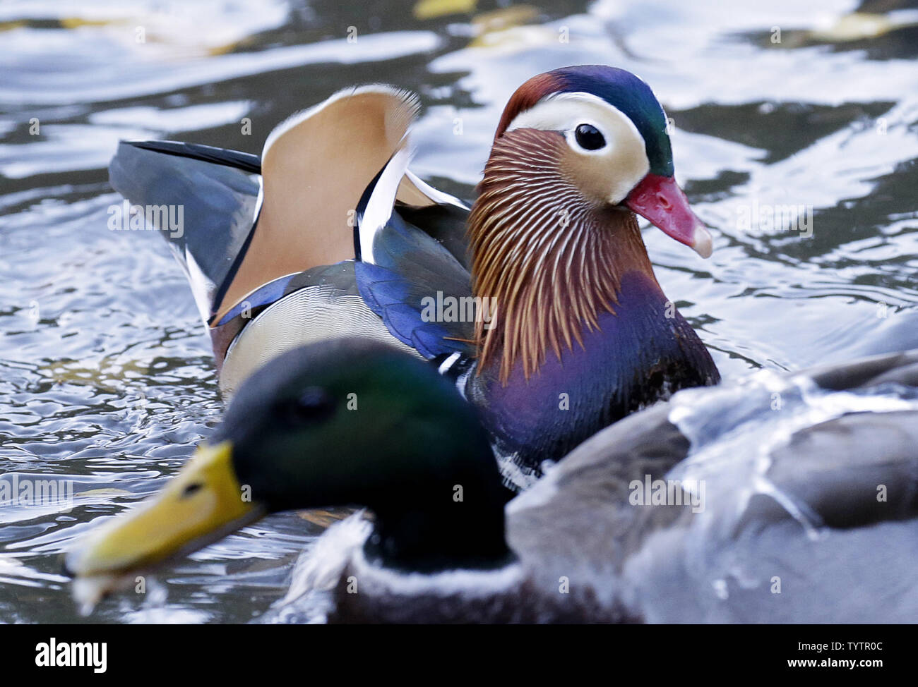 A Mandarin duck native to East Asia swims in a the Pond in Central Park in New York City on November 4, 2018. Nobody is sure how he got to Manhattan but he appears healthy and is getting along well with the local mallards.           Photo by John Angelillo/UPI Stock Photo