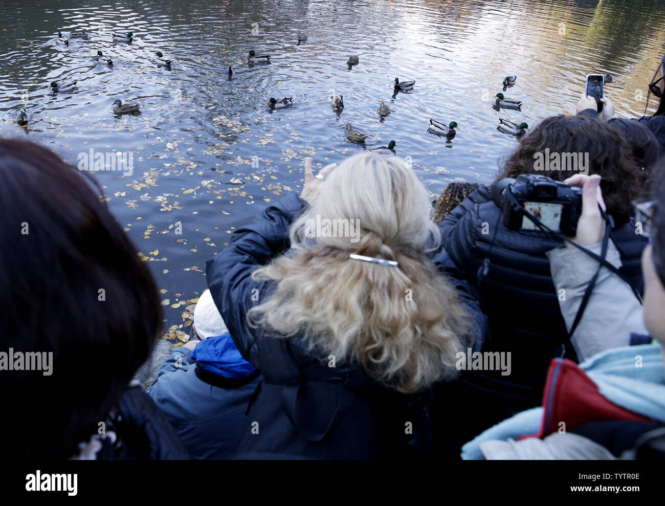 A Mandarin duck native to East Asia swims in a the Pond in Central Park in New York City on November 4, 2018. Nobody is sure how he got to Manhattan but he appears healthy and is getting along well with the local mallards.           Photo by John Angelillo/UPI Stock Photo