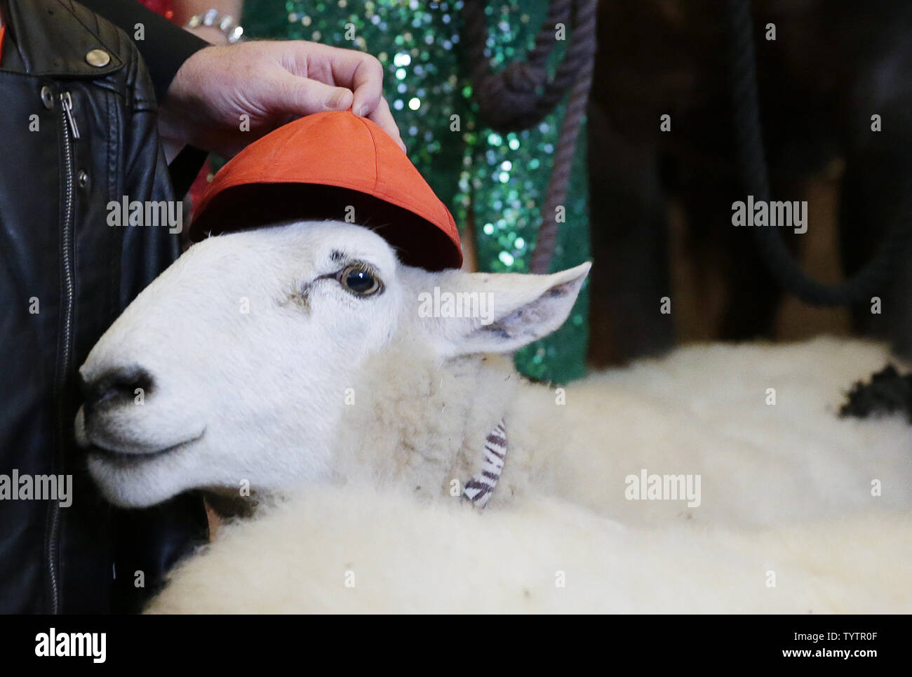 New York Archbishop Cardinal Timothy Dolan puts his Zucchetto Red Skull cap on a sheep held by a Radio City Rockettes dancer when they attends a ceremony blessing the animals that will appear in the Radio City Christmas Spectacular at Radio City Music Hall on November 5, 2018 in New York City. The 'Living Nativity' scene has been a part of the production since its inception in 1933.      Photo by John Angelillo/UPI Stock Photo