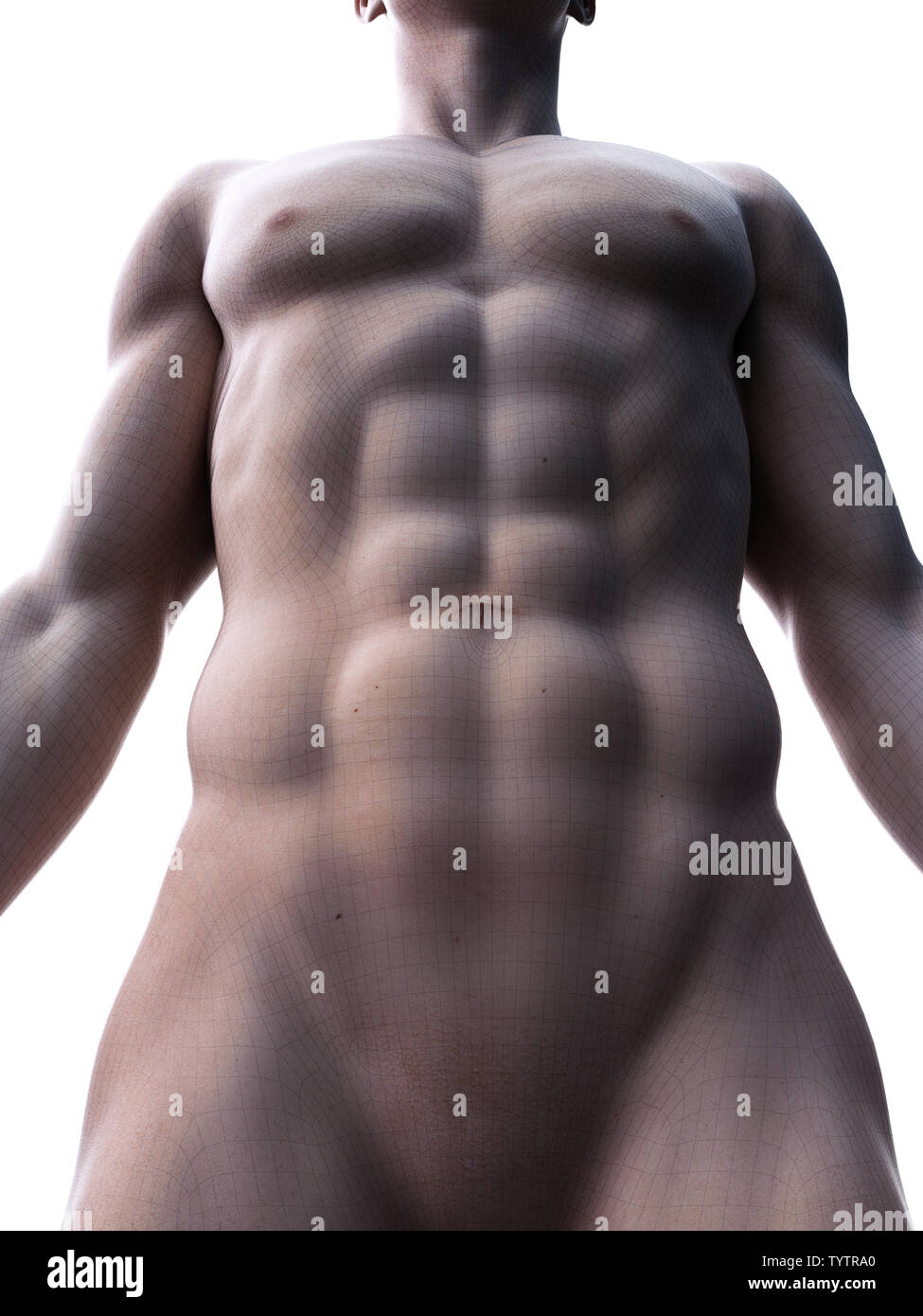 3d rendered medically accurate illustration of sixpack abs Stock Photo