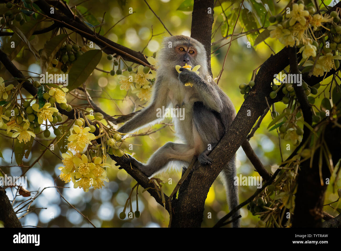 Long-tailed Macaque - Macaca fascicularis also known as crab-eating macaque, a cercopithecine primate native to Southeast Asia, is referred to as the Stock Photo