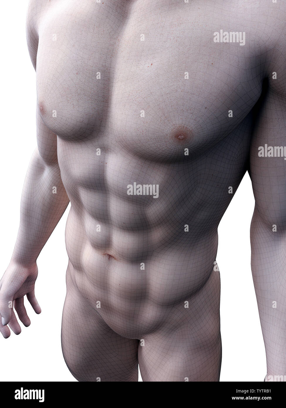 3d rendered medically accurate illustration of sixpack abs Stock Photo