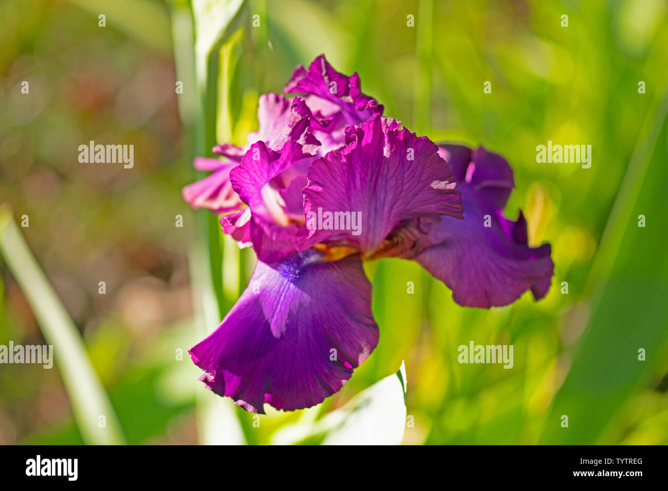 Dark purple bearded iris from my garden in North Carolina Stock Photo