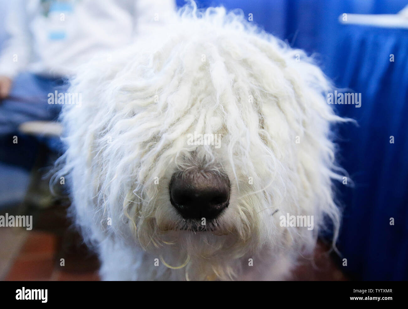 akc komondor