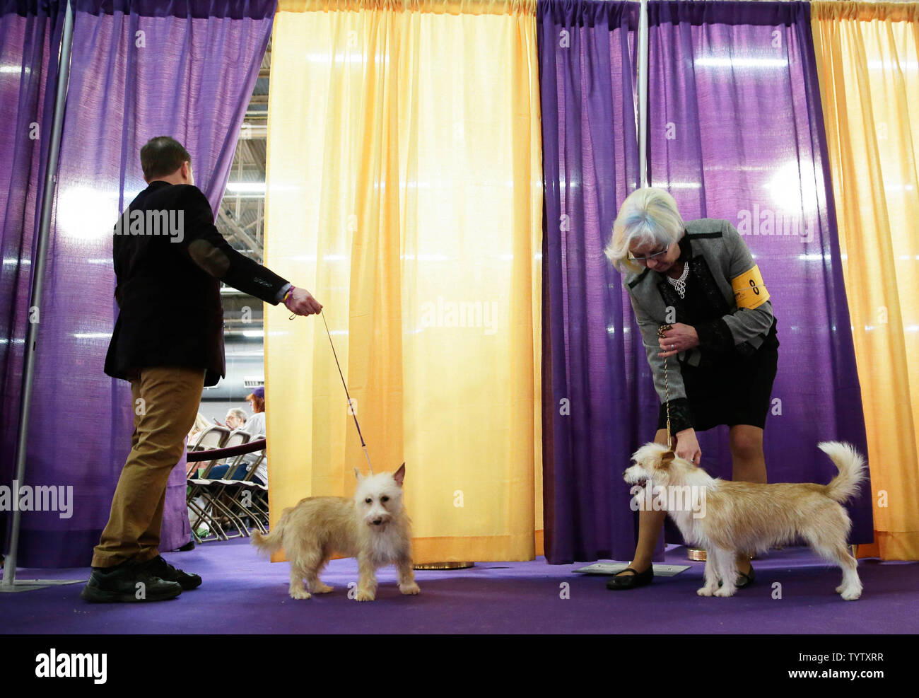 Portuguese Podengo breed dogs wait to compete at the 143rd Annual ...