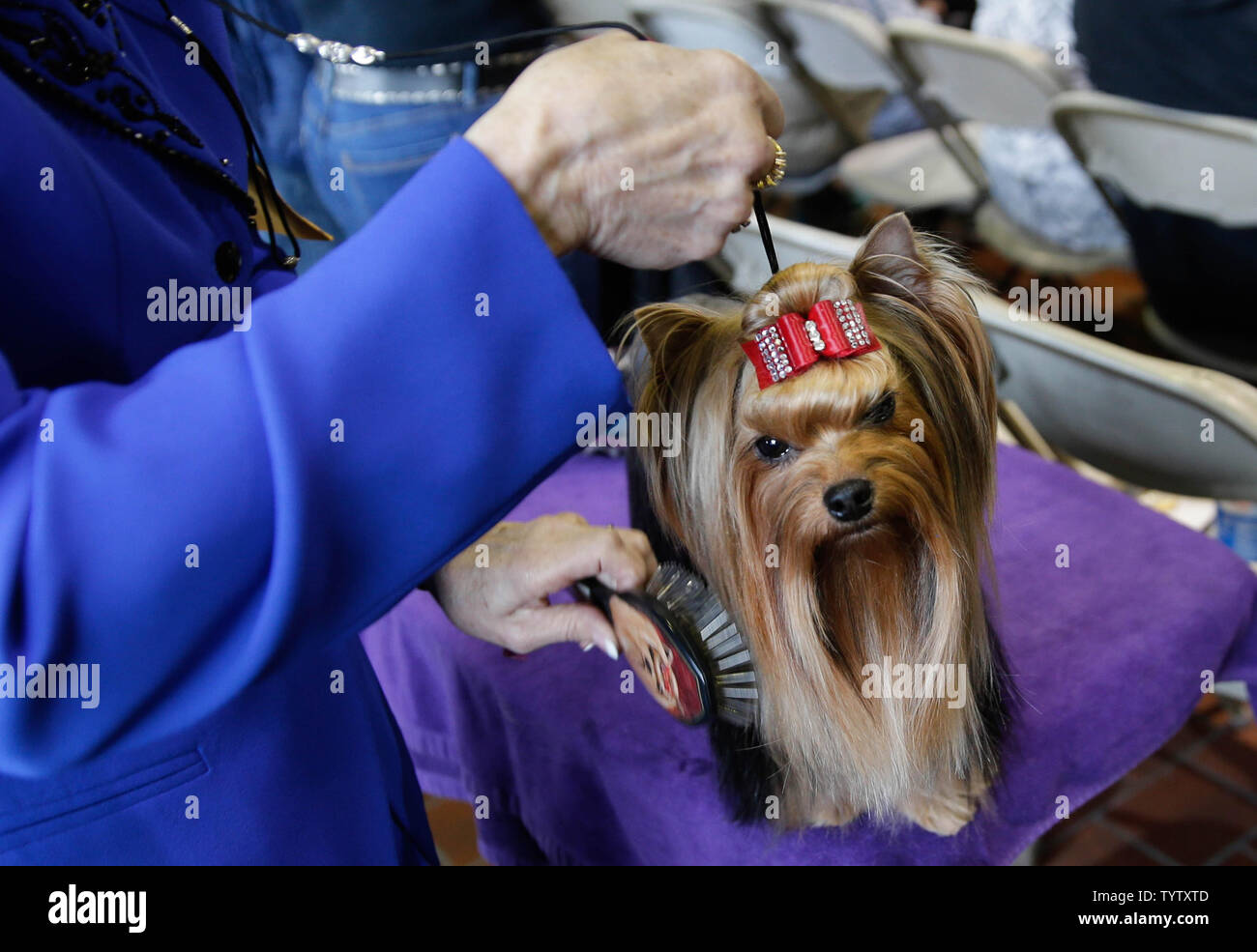 A Yorkshire Terrier gets prepared to compete at the 143rd Annual  Westminster Kennel Club Dog Show at Pier 92 in New York City on February  11, 2019. The first Westminster show was