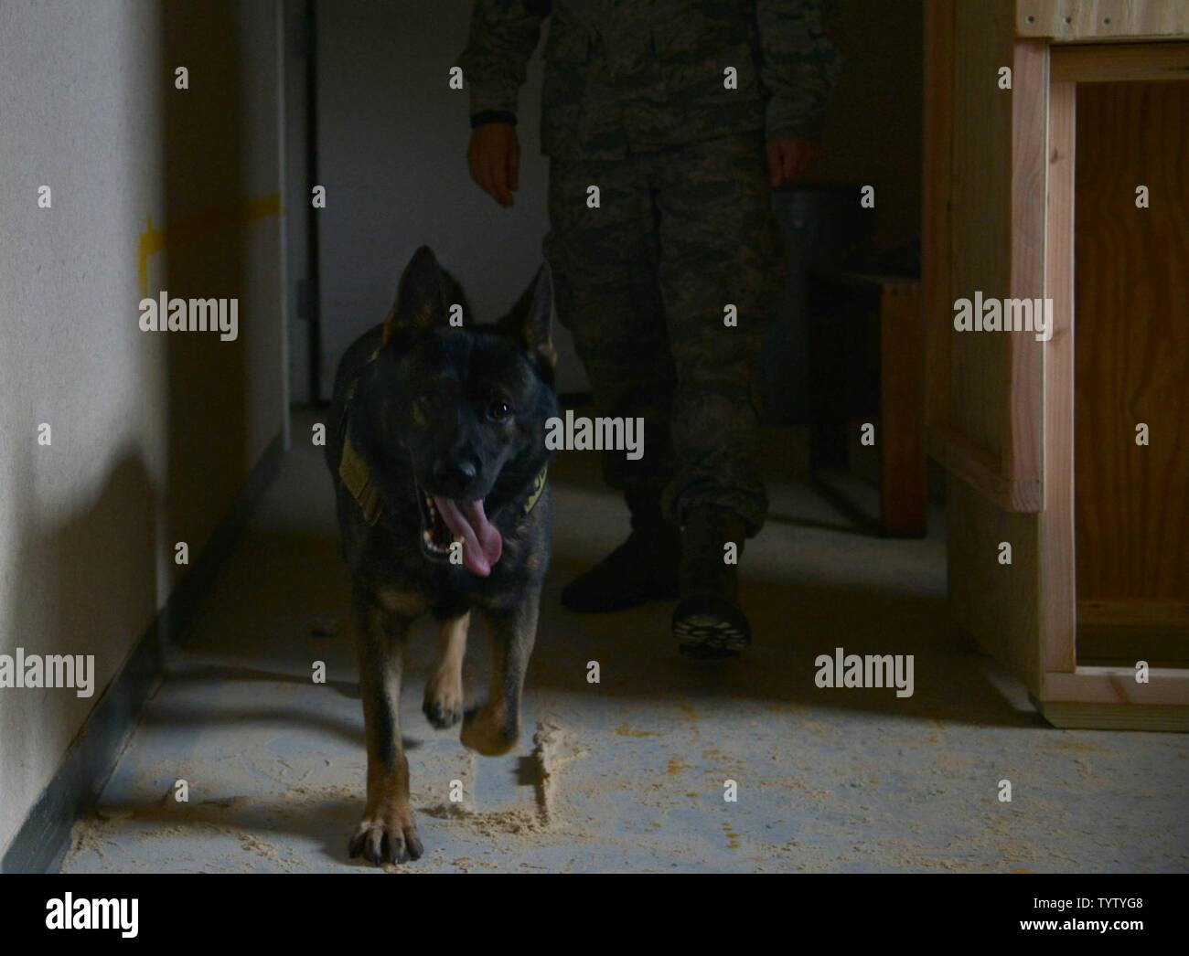 U.S. Air Force Senior Airman Benjamin Howard, 633rd Security Forces Squadron military working dog handler, searches for explosive training aids with Rony, a 633rd SFS MWD, during training at Joint Base Langley-Eustis, Va., Nov. 29, 2016. The purpose of the training was to maintain and strengthen the team’s ability to recognize potential threats. Stock Photo